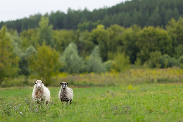 Owce W Polu Pasące Się Na Zielonej Trawie. Kopiuj Przestrzeń