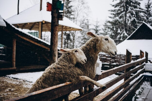 Owce W śnieżnym Zoo