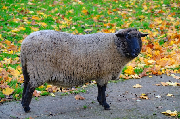 Owce z czarną głową i kopytami na tle opadłych jesiennych liści