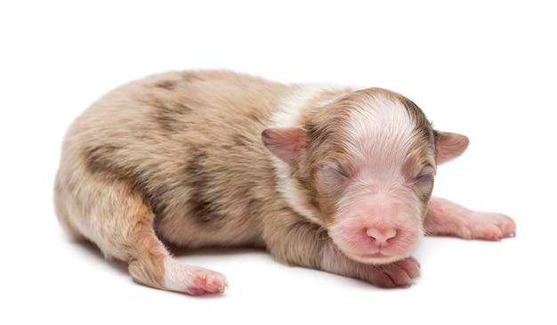 Owczarek australijski puppy, leżącego na białym tle