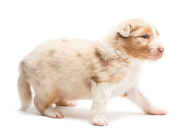 Owczarek Australijski Puppy Stałego I Odwracając Białym Tle