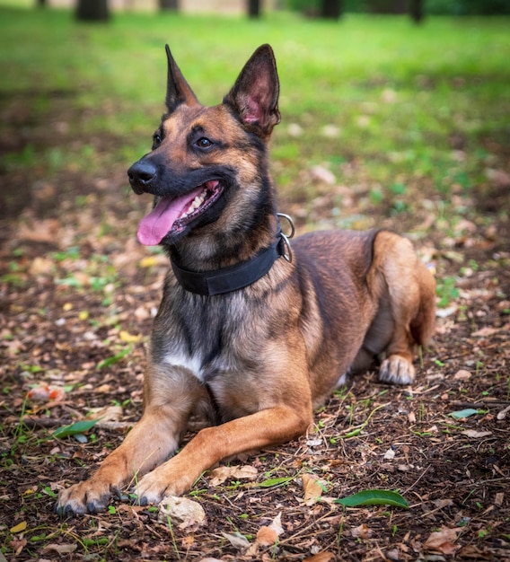 Owczarek belgijski Malinois leży na zielonej trawie w parku