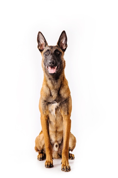 Owczarek belgijski Malinois pies na białym tle