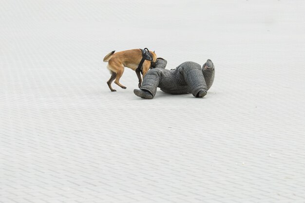 Owczarek Belgijski Malinois Strzeże Granicy Oddziały Graniczne Demonstrują Zdolności Psów