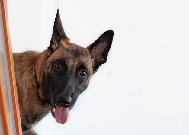 Owczarek belgijski Malinois wygląda zza rogu zbliżenia pyska na białym tle