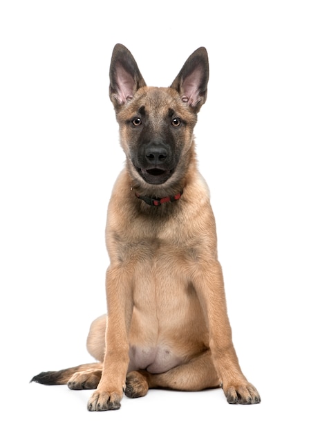 Owczarek Belgijski „malinois” Z 4 Miesiącami. Portret Psa Na Białym Tle