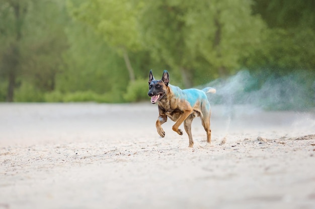 Owczarek Belgijski Na Plaży Pies Malinois