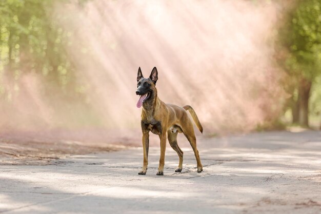 Owczarek Belgijski Na Plaży Pies Malinois