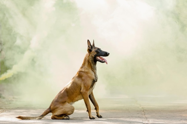 Owczarek belgijski na plaży pies Malinois