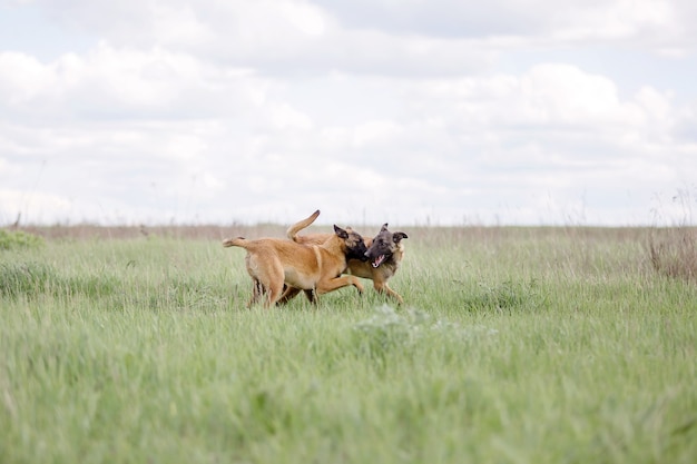 Owczarek belgijski pies Malinois