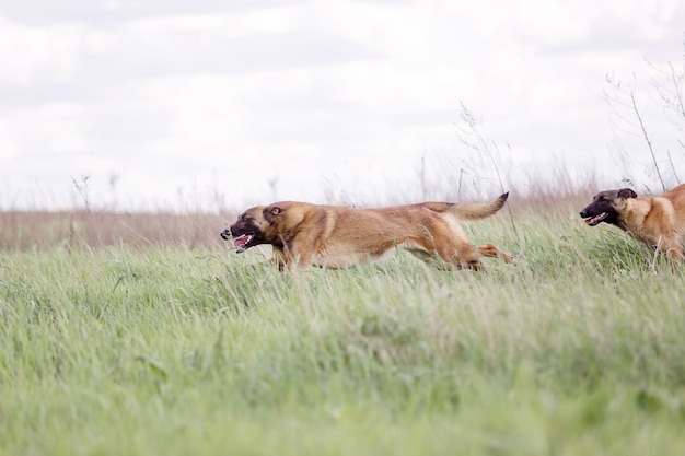 Owczarek belgijski pies Malinois