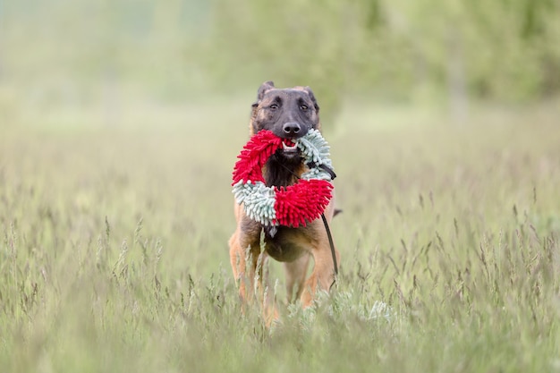 Owczarek Belgijski Pies Malinois