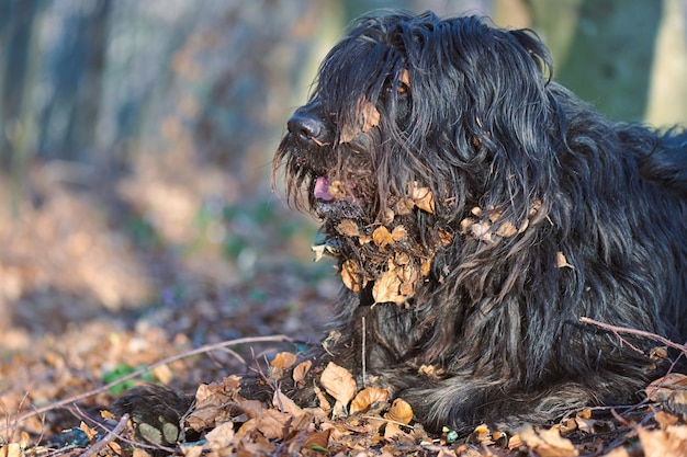 Owczarek Bergamasco z liśćmi we włosach