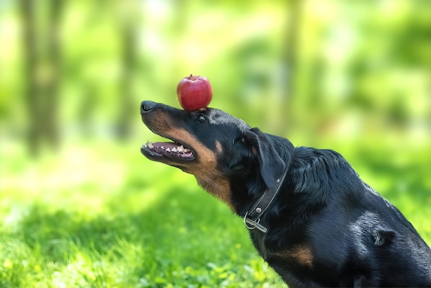 Owczarek francuski trzymający jabłko na pysku z pyskiem wyciągniętym do przodu