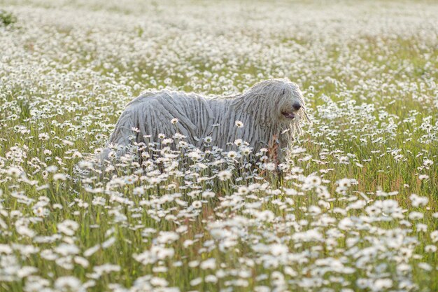 Owczarek komondor w polu latem