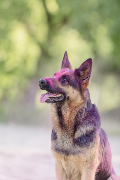 Owczarek niemiecki bawiący się na plaży w różowych kolorach holi. Święto Holi. Zdjęcie psa holi.