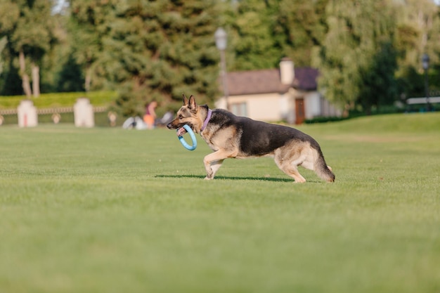 Owczarek niemiecki biegnie po polu z psem na smyczy.