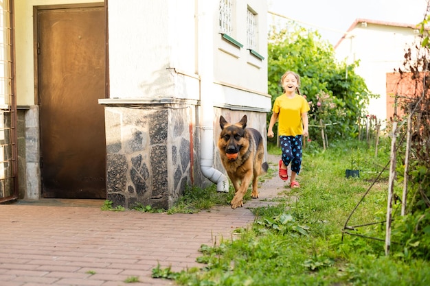 Owczarek niemiecki długowłosy na podwórku