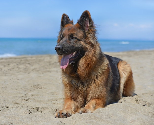 owczarek niemiecki na plaży