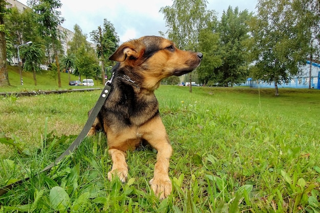 Owczarek niemiecki na tle zielonej trawy