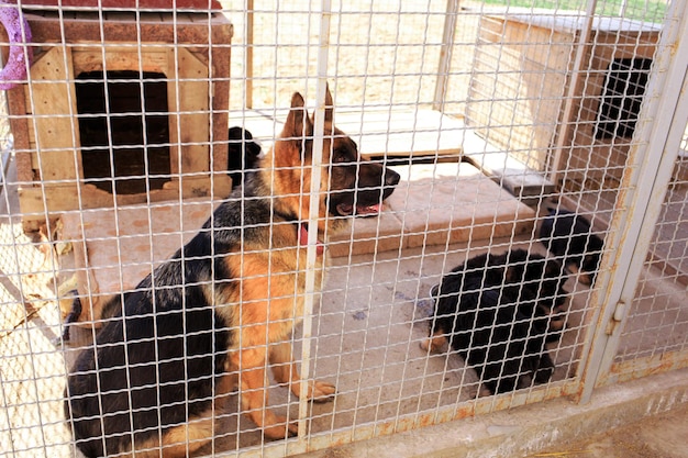 Owczarek niemiecki stojący obok właściciela w lesie