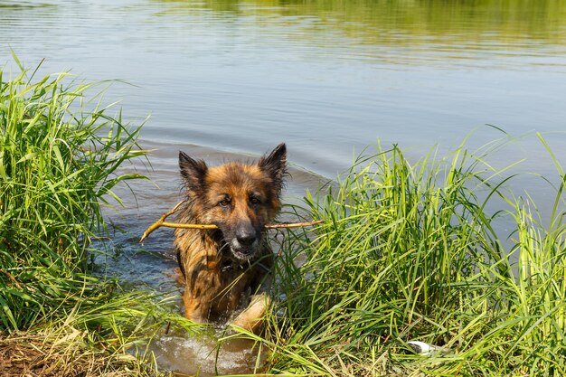 Owczarek Niemiecki Wychodzi Z Wody Z Drewnianym Kijem W Zębach. Pies Pływa W Rzece