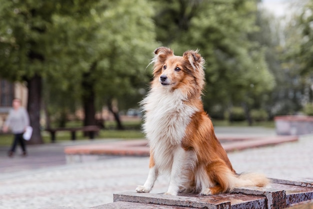 Owczarek szetlandzki Sheltie pies na starym mieście