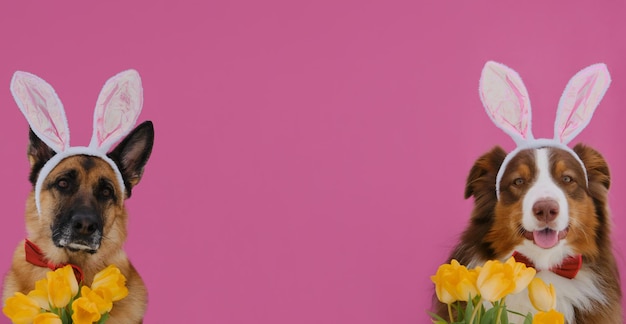 Owczarki niemieckie i australijskie z uszami króliczka wielkanocnego na różowym Dwa psy w czerwonej muszce