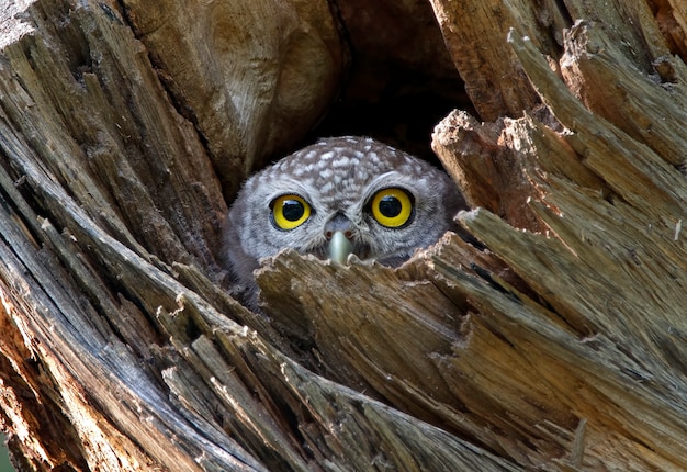 Owlet plamisty Athene brama Piękne ptaki w dziupli