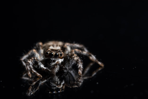 owłosione odbicie natura przyrody szczegóły słowacja