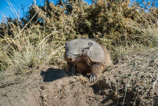 Owłosiony Armadillo w pustynnym środowisku Półwysep Valdes Patagonia Argentina