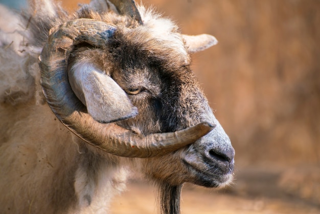 Owłosiony portret kozy z kręconymi rogami w zoo, zwierzęta ssaków