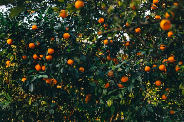 Owoc drzewa pomarańczowego