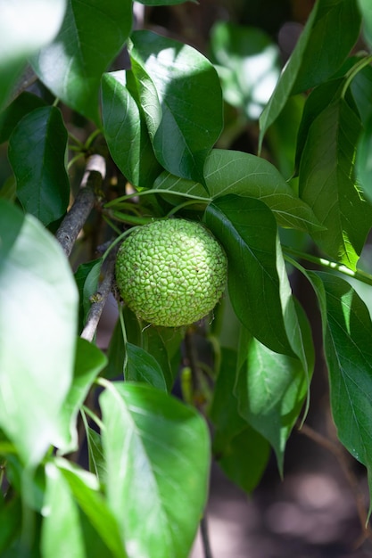 Owoc Maclura pomifera lub jabłko Adama rosnące na drzewie Morwy z rodziny Moraceae stosowanej w medycynie