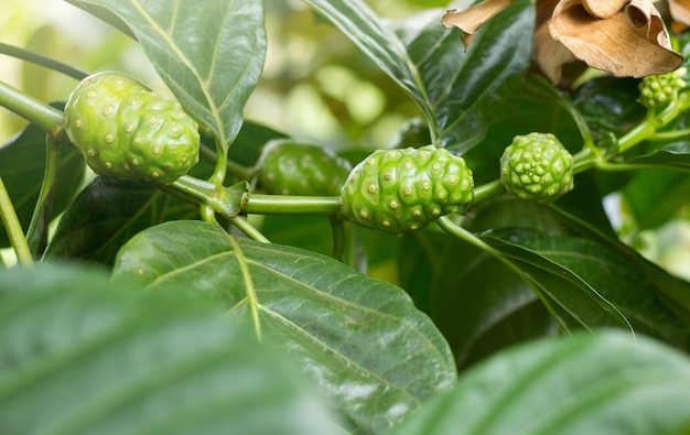 Zdjęcie owoc noni na drzewie (morinda citrifolia)