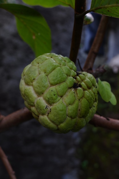 Zdjęcie owoc o nazwie naukowej annona squamosa, który wciąż jest na drzewie