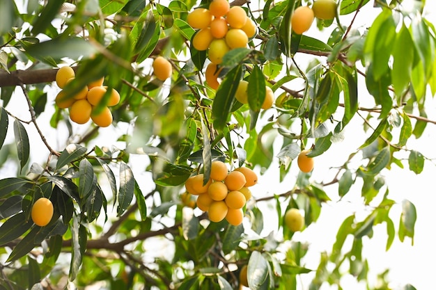 Owoc śliwki maryjnej w marian śliwkowym w ogrodzie sadu owoców tropikalnych Nazwa w Tajlandii Sweet Yellow Marian Plum Maprang Plango lub Mayong chid