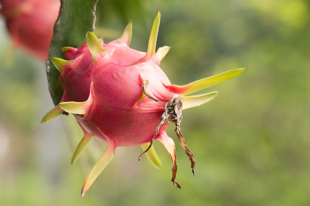 Owoc smoka na roślinie, Surowe owoce Pitaya na drzewie, pitaja lub pitahaya jest owocem kilku gatunków kaktusa pochodzących z Ameryki