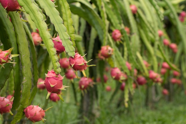 Owoc smoka na roślinie, Surowe owoce Pitaya na drzewie, pitaja lub pitahaya jest owocem kilku gatunków kaktusa pochodzących z Ameryki