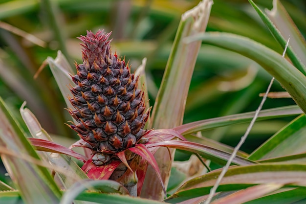 owoce ananasa izolowane na plantacji