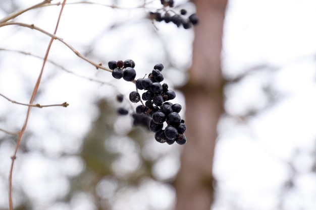Zdjęcie owoce aronii na gałęziach w zimie