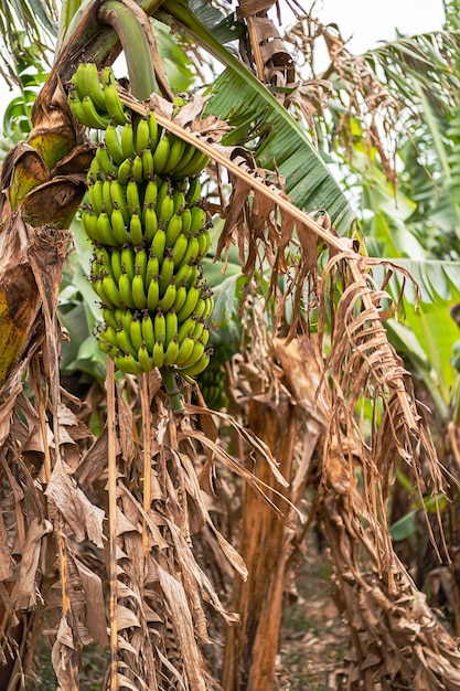 Owoce bananowe wiszące na zbliżenie plantacji palmy