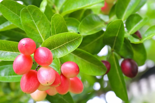 Owoce Carunda lub Karonda używane do ziół i medycyny. Wysoka witamina C i przeciwutleniacz.
