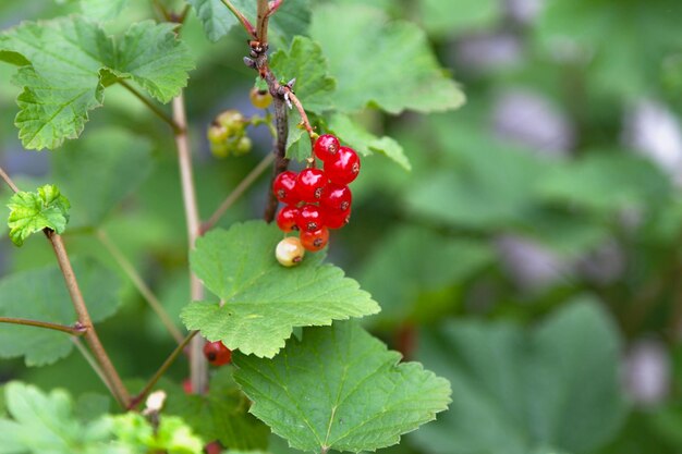 Owoce czerwonej porzeczki Ribes rubrum