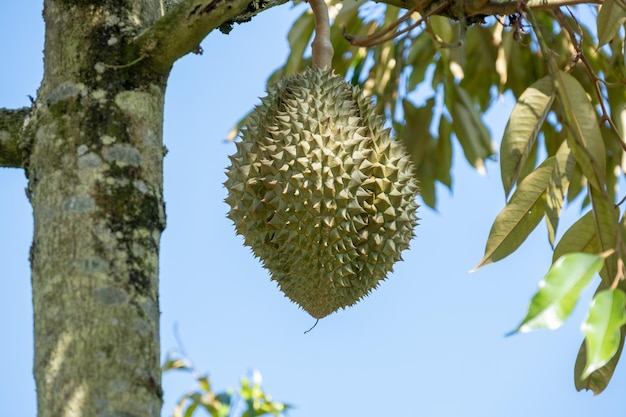 Owoce duriana na drzewie są prawie gotowe do zbioru