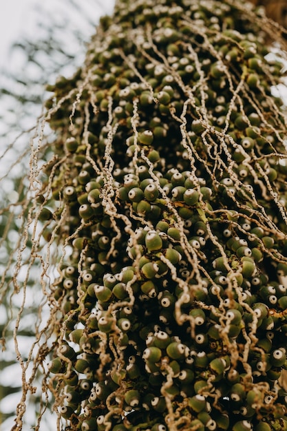 Owoce Dypsis decaryi