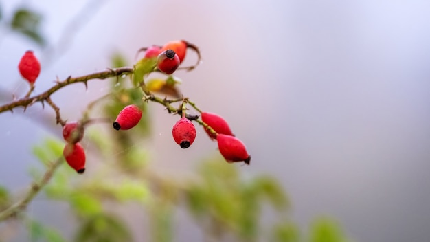 Owoce Dzikiej Róży (rosa Canina) W Przyrodzie. Czerwona Róża Na Krzakach