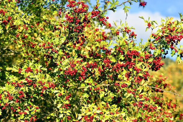 Owoce głogu Crataegus monogyna na początku jesieni