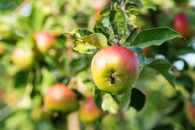 Owoce jabłoni rosnące na gałęzi jabłoni w sadzie