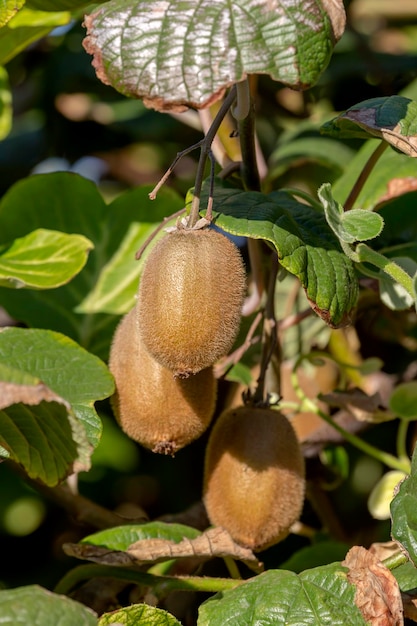 Owoce kiwi Actinidia chinensis rosną w zbliżeniu